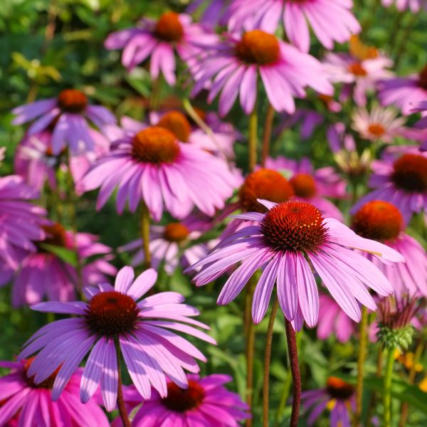 Magnus Superior Coneflower