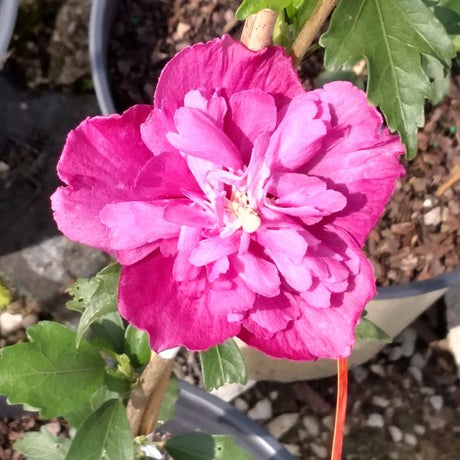 Raspberry Smoothie&trade; Rose of Sharon Tree Form