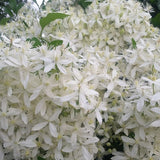 Sweet Autumn Clematis