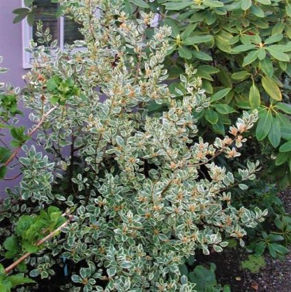 Variegated Italian Buckthorn