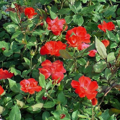 Red Knock Out&reg; Rose Tree