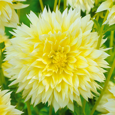 Canary Fubuki Dahlia