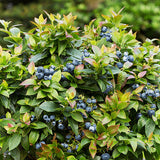 Bushel and Berry&reg; Jelly Bean&reg; Blueberry Bush