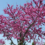 Oklahoma Redbud Tree