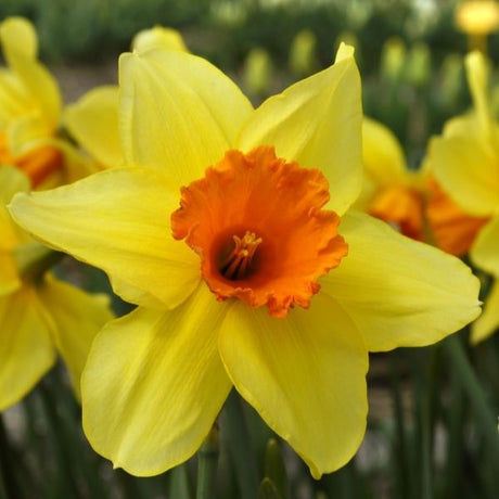 Fortissimo Daffodil