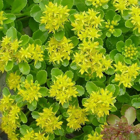 Sedum Lemon Drop