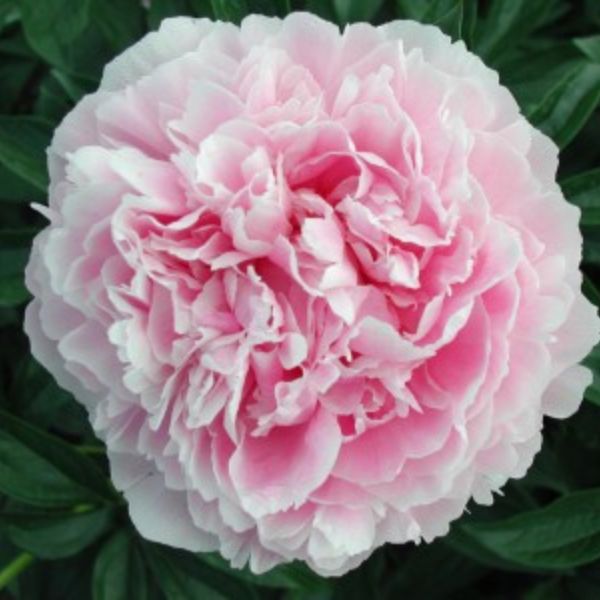 Dr Alexander Fleming Peony – Nature Hills Nursery