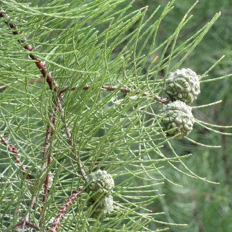 Pond Cypress Tree