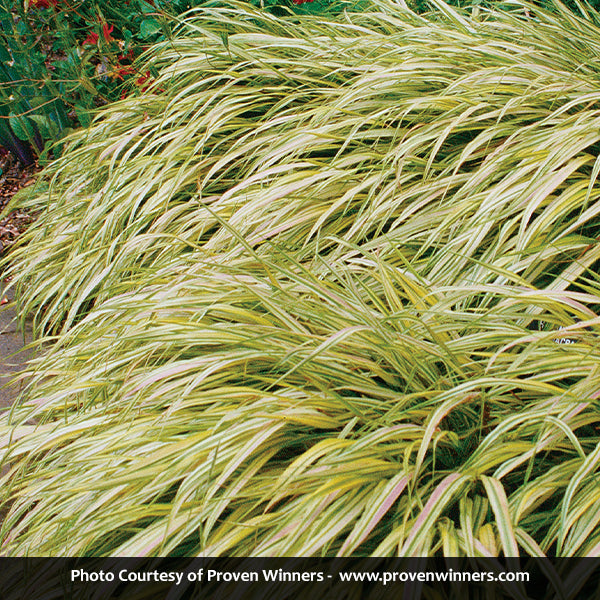 Golden Variegated Hakone Grass