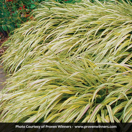 Golden Variegated Hakone Grass