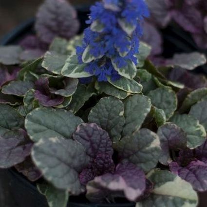 Burgundy Glow Ajuga