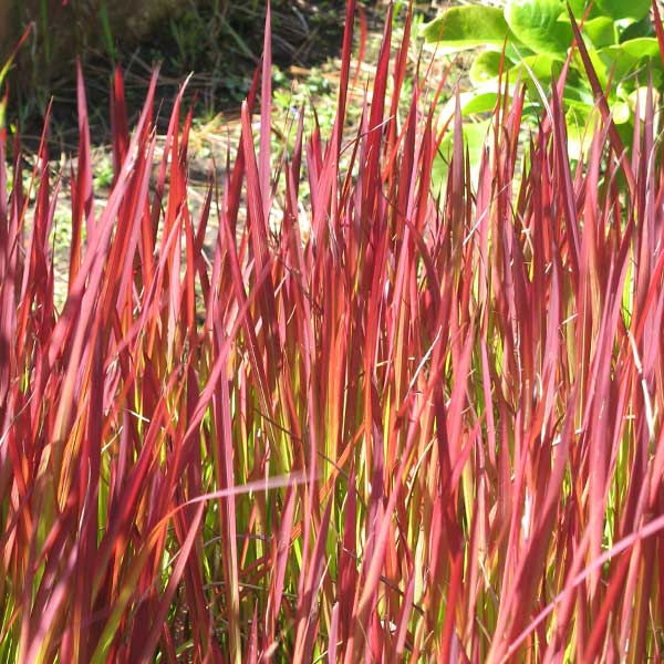 Red Baron Japanese Blood Grass