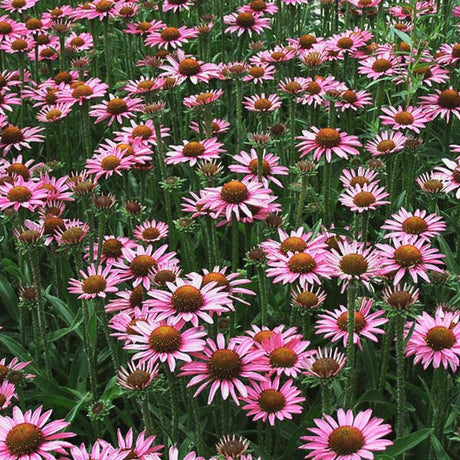 Pixie Meadowbrite Coneflower