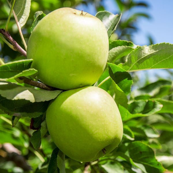 Granny Smith Apple Tree | Buy at NatureHills.com #5 Container