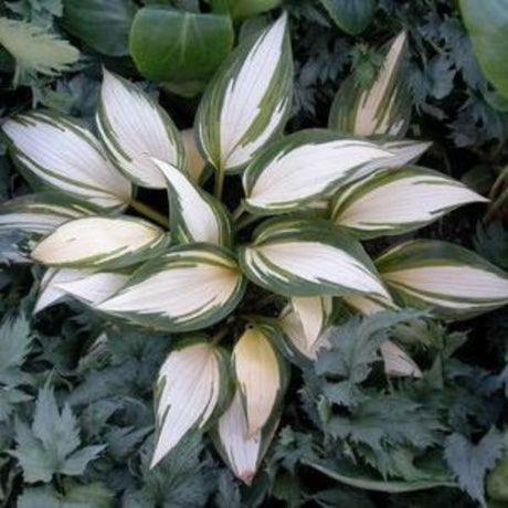 Remember Me Hosta