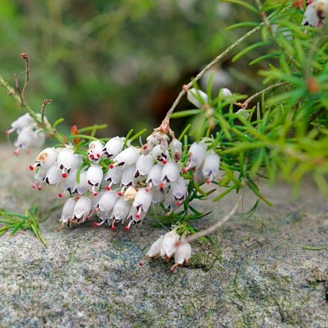 Mediterranean White Winter Heath