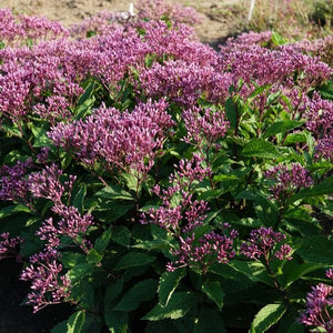 Euphoria™ Ruby Joe-Pye Weed