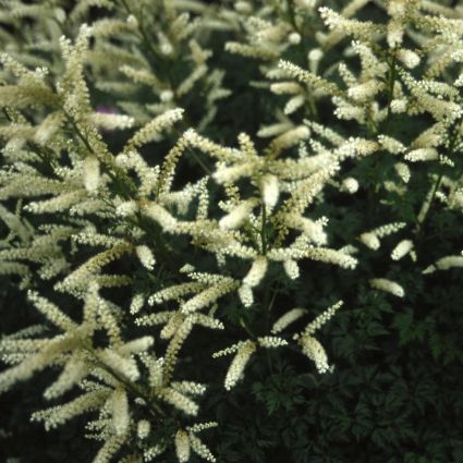 Dwarf Goat's Beard