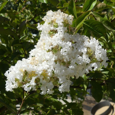 Acoma Crape Myrtle