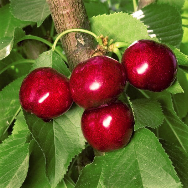 Utah Giant Cherry Tree