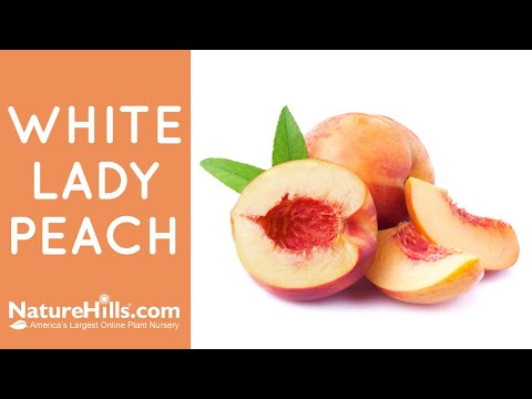 White Lady Peach Tree