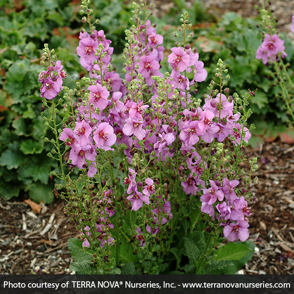 Verbascum Sugar Plum