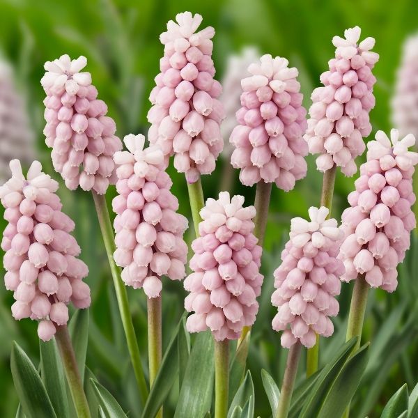 Pink Sunrise Grape Hyacinth