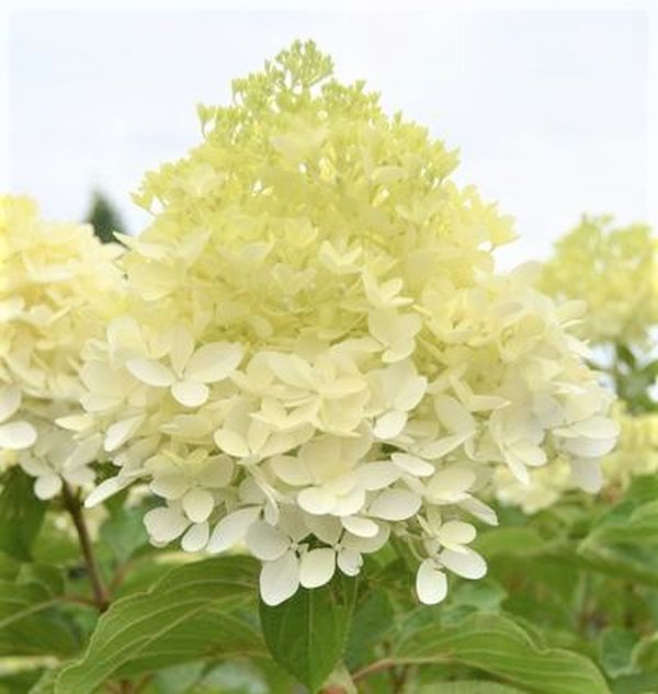 Phantom Panicle Hydrangea Tree Form