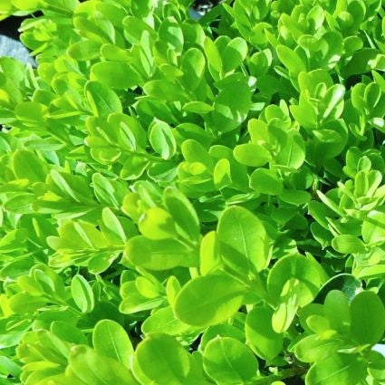 Dwarf English Boxwood