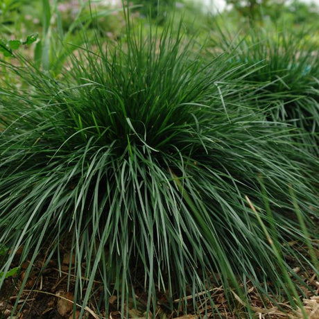 Gold Dew Tufted Hair Grass