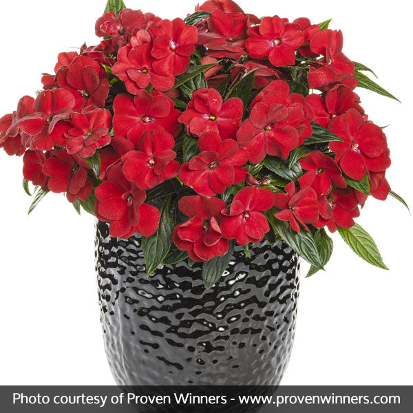 Infinity&reg; Red Impatiens