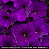 Supertunia&reg; Royal Velvet&trade; Petunia