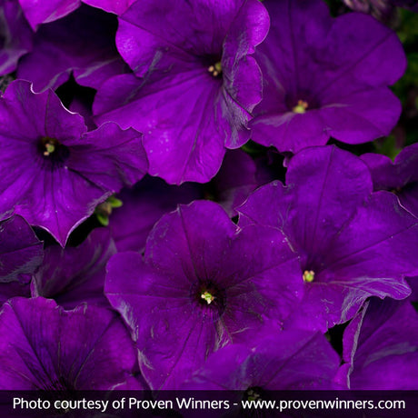 Supertunia&reg; Royal Velvet&trade; Petunia