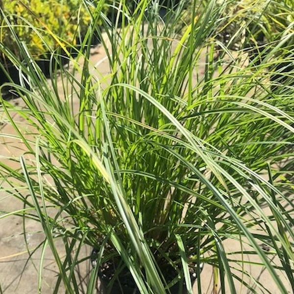 Bottlebrush Sedge Grass