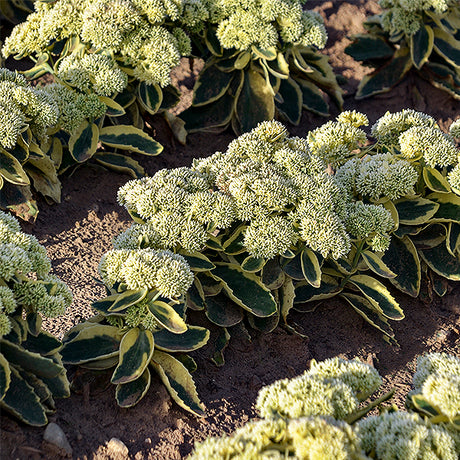 Frosted Fire Sedum