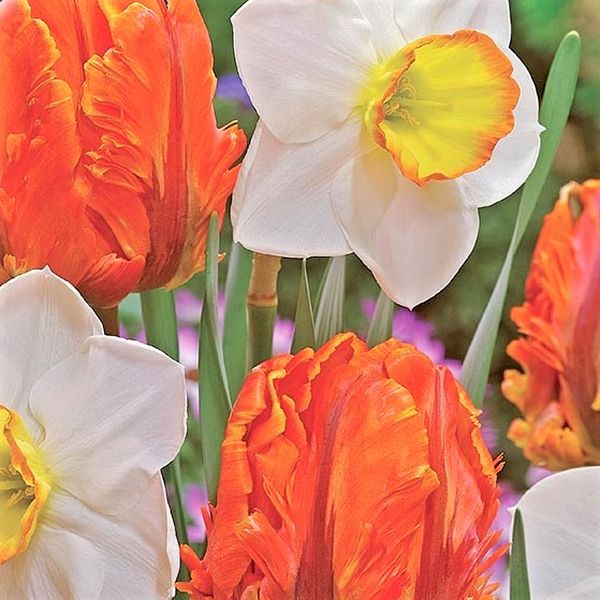 Dutch Design Tulip/Daffodil Mix