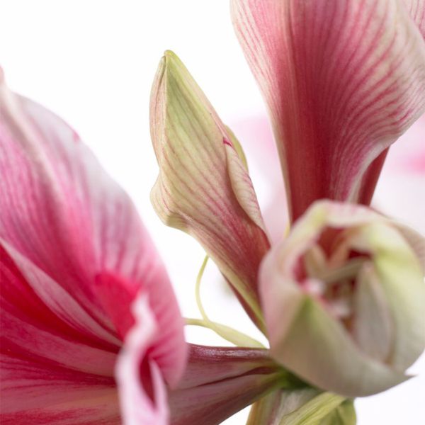 Gervase Amaryllis