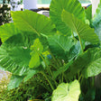 Alocasia Elephant Ears