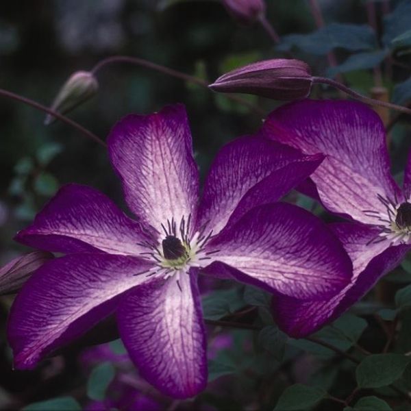 Venosa Violacea Clematis