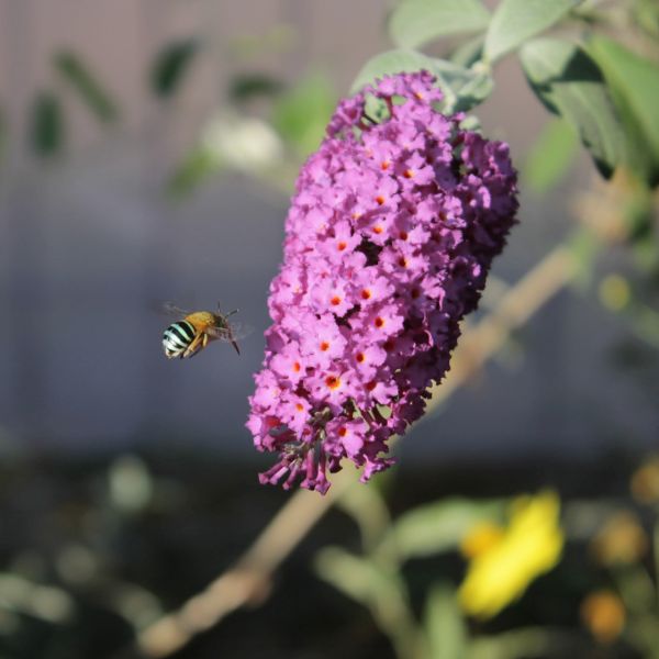 Flutterby Petite&reg; Tutti Fruitti Pink Butterfly Bush