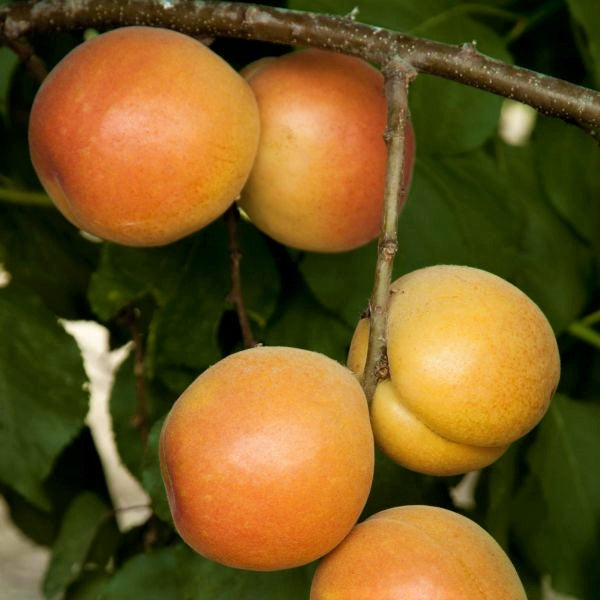 Katy Apricot Tree