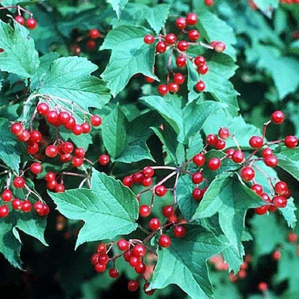 Sargent Cranberrybush Viburnum