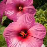 Hibiscus Plum Crazy