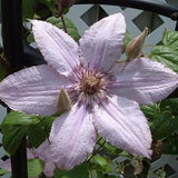 Clematis Hagley Hybrid