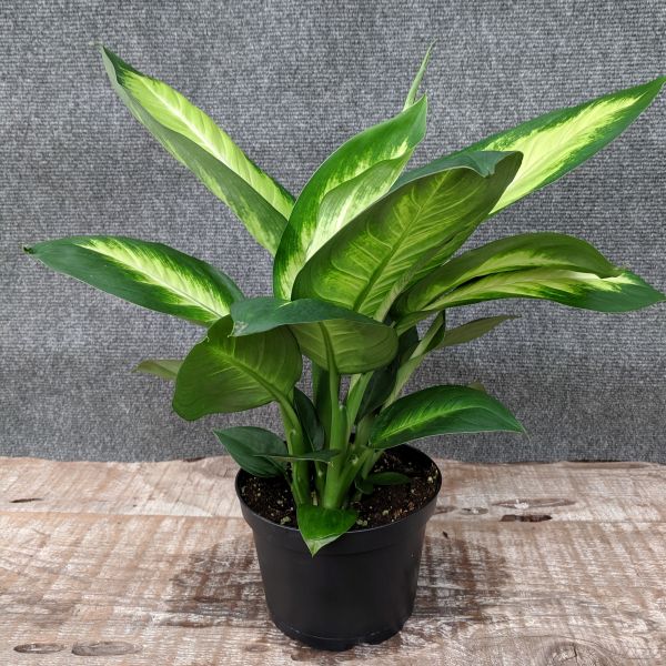 Dieffenbachia