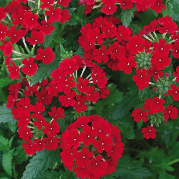 Tukana Scarlet Verbena