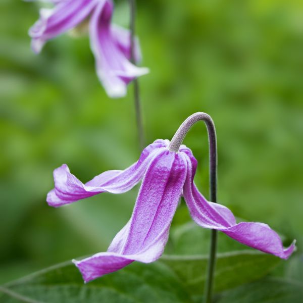 Petit Faucon Clematis