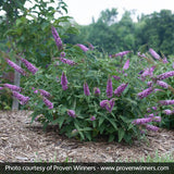 Proven Winners&reg; ColorChoice&reg; Lo & Behold&reg; Pink Micro Chip Butterfly Bush