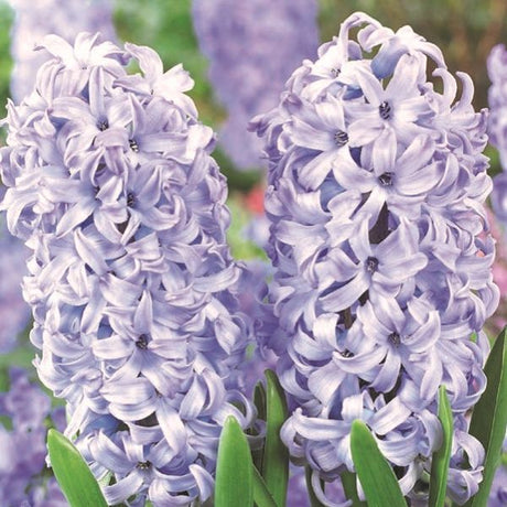 Chicago Hyacinth