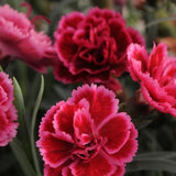 Dianthus Everlast Burgundy Blush